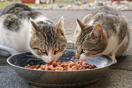 Katzenfutter-Arten – das müssen Katzenliebhaber wissen