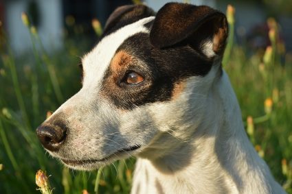 Wie erzieht man einen Jack Russel Terrier?